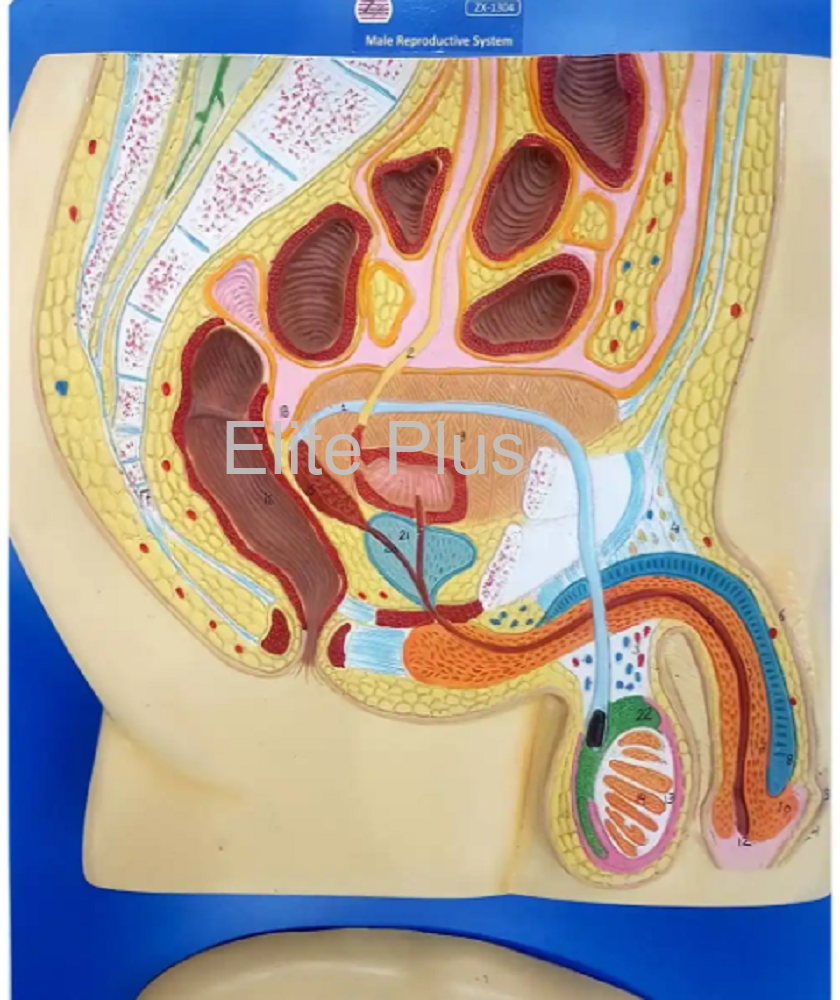 m.R Zx-1304 Human Reproductive System Male at 4800.00 INR in Pune