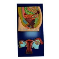 Zx-1305 Human Reproductive System Female at 4800.00 INR in Pune