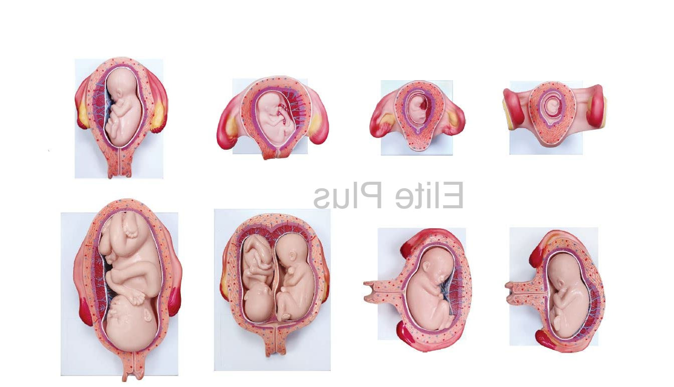 Zx-s414h Fetal Development Model Set Of 8