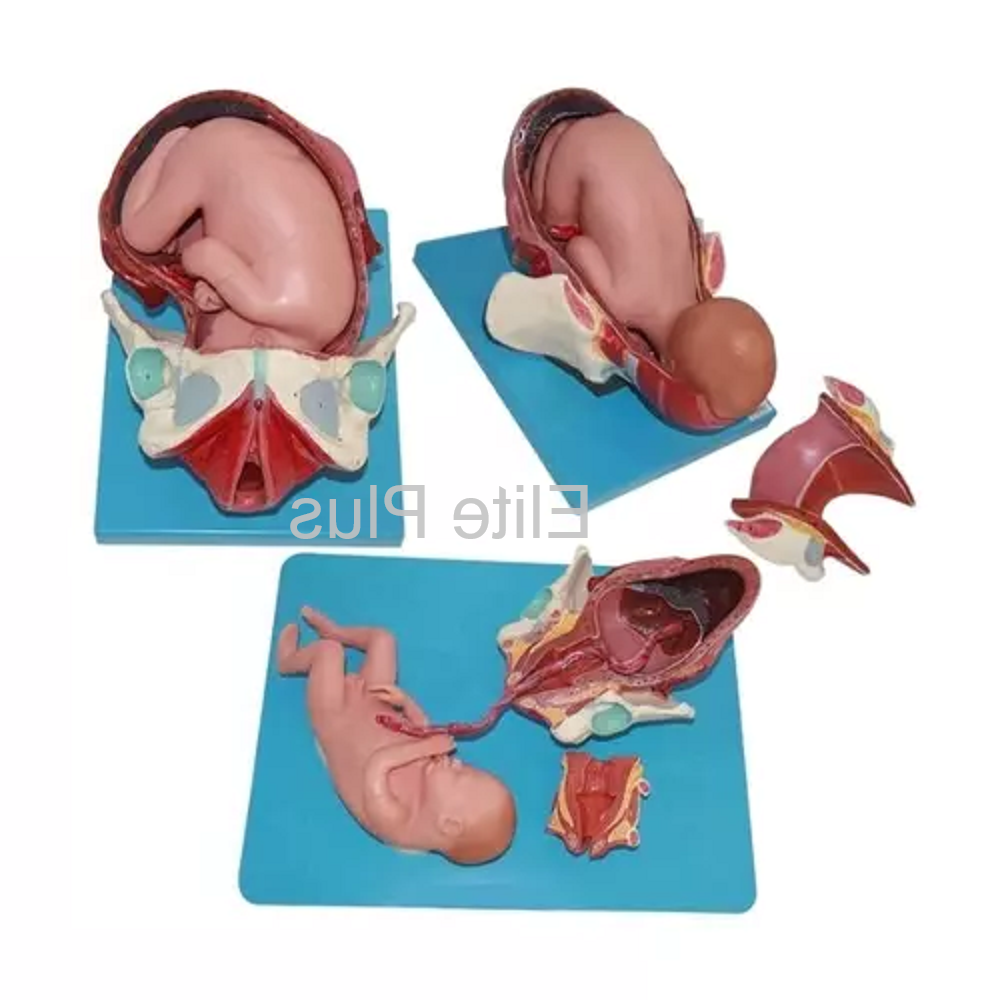 Zx-1704 Child Birth Demonstration Model - Color: Multicolor