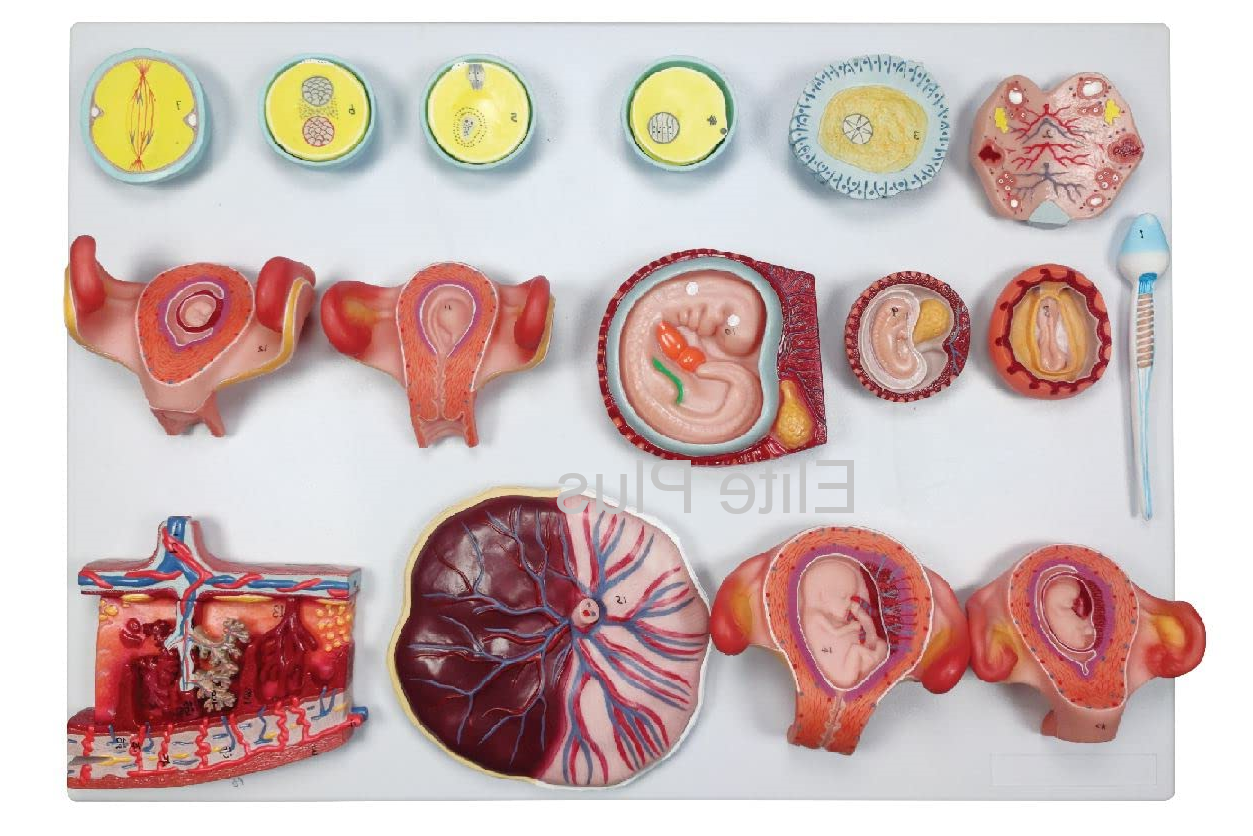 Zx-1712pn Human Fertilization And Embryogeny Model - Color: Multicolor