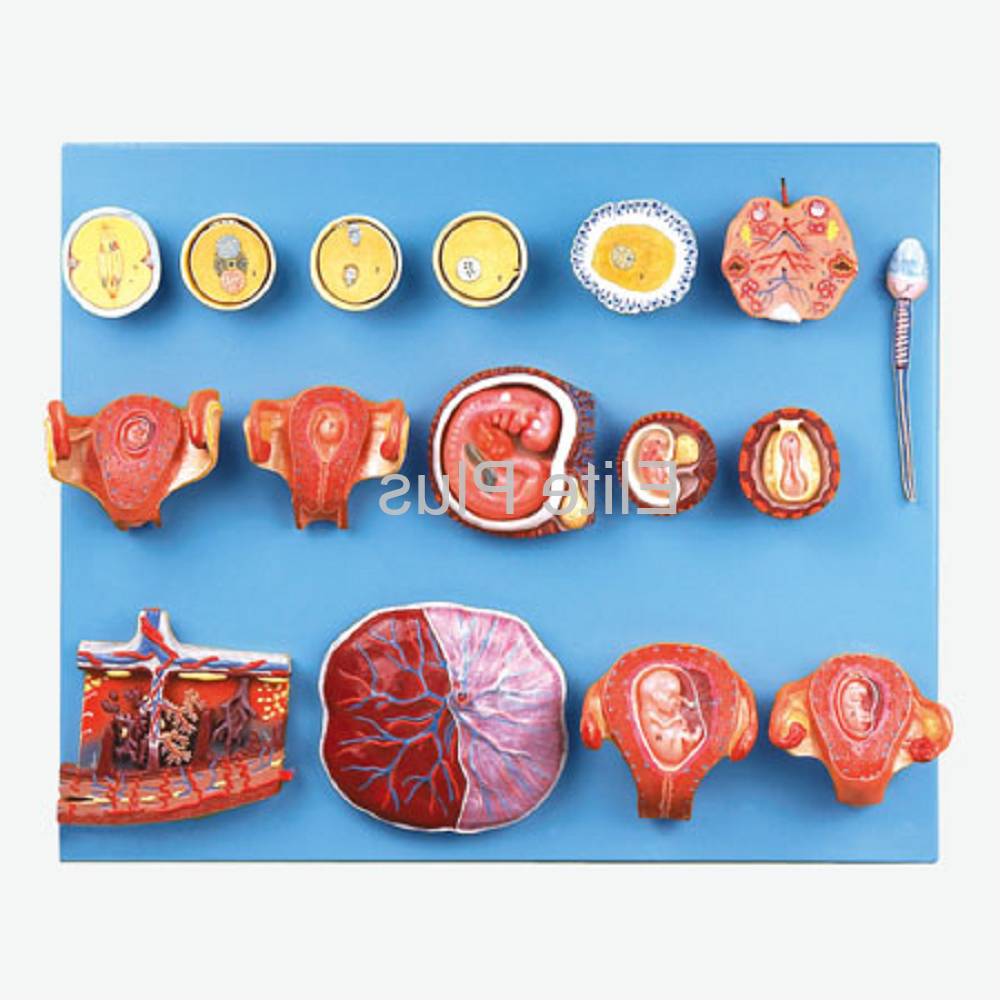 Gd/a42002 Human Fertilization And Early Embryogeny - Color: Multicolor