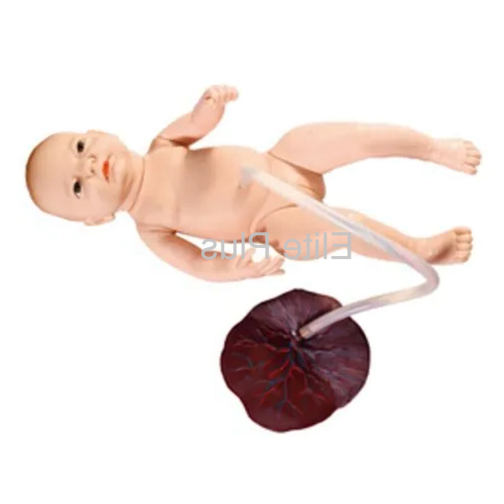 Zx-1708 Newborn Baby With Placenta at 21800.00 INR in Pune | Elite
