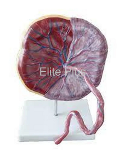 Zx-1700pn Human Placenta Model With Cord at Best Price in Pune