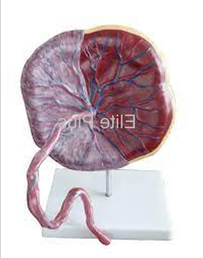 Zx-1700pn Human Placenta Model With Cord at 4700.00 INR in Pune