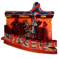 Zx-1707pn Placenta Section Model, Enlarged at 2500.00 INR in Pune