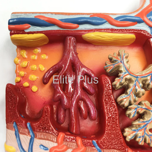 Zx-1707pn Placenta Section Model, Enlarged at 2500.00 INR in