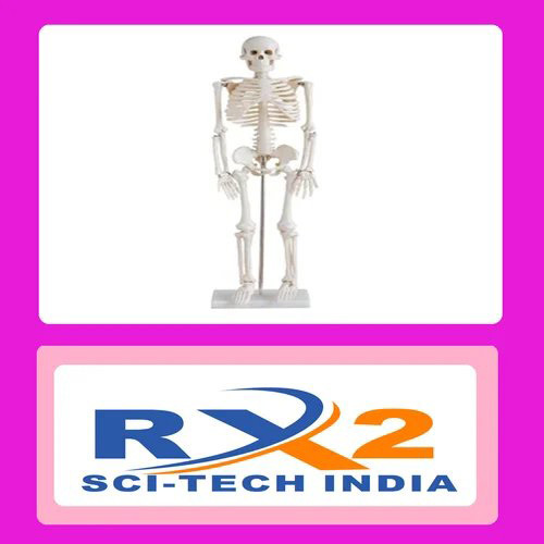 85 सेंटीमीटर पुरुष - टिकाऊ पीवीसी, 85 सेंटीमीटर, सफेद | पूर्व-संयोजित शारीरिक कंकाल मॉडल