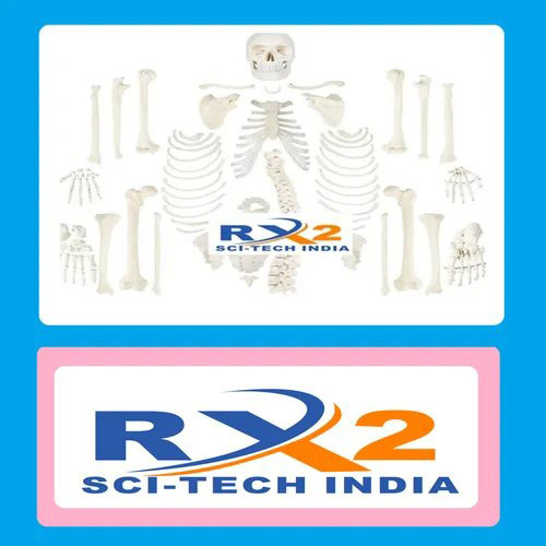 200 Bones Disarticulated HumanSkeleton