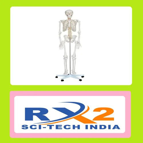 महिला मानव कंकाल