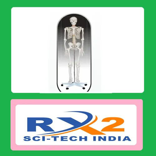 Human Skeleton Model - Durable PVC Plastic, Full-Size 5 Feet Tall, White with Detailed Markings, Pre-Assembled for Educational Use, Movable Joints