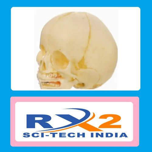 Infant Skull Model - PVC, Standard Infant Size, Beige | Anatomically Accurate, Lightweight, Pre-Assembled Educational Aid with Smooth Finish