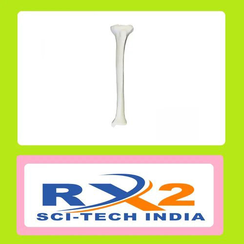 Right Tibia With Cancellous Material And Medullary Canal