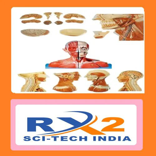 तंत्रिका मस्तिष्क मॉडल