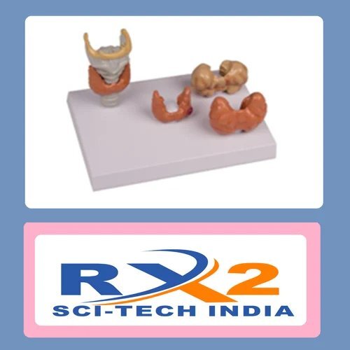 मेडिकल स्टडी थायरॉइड रोग मॉडल -