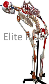 ◎MNML◎Skeleton / Bones P Zx-s101pn Human Skeleton With Muscle Insertion & Ligaments With
