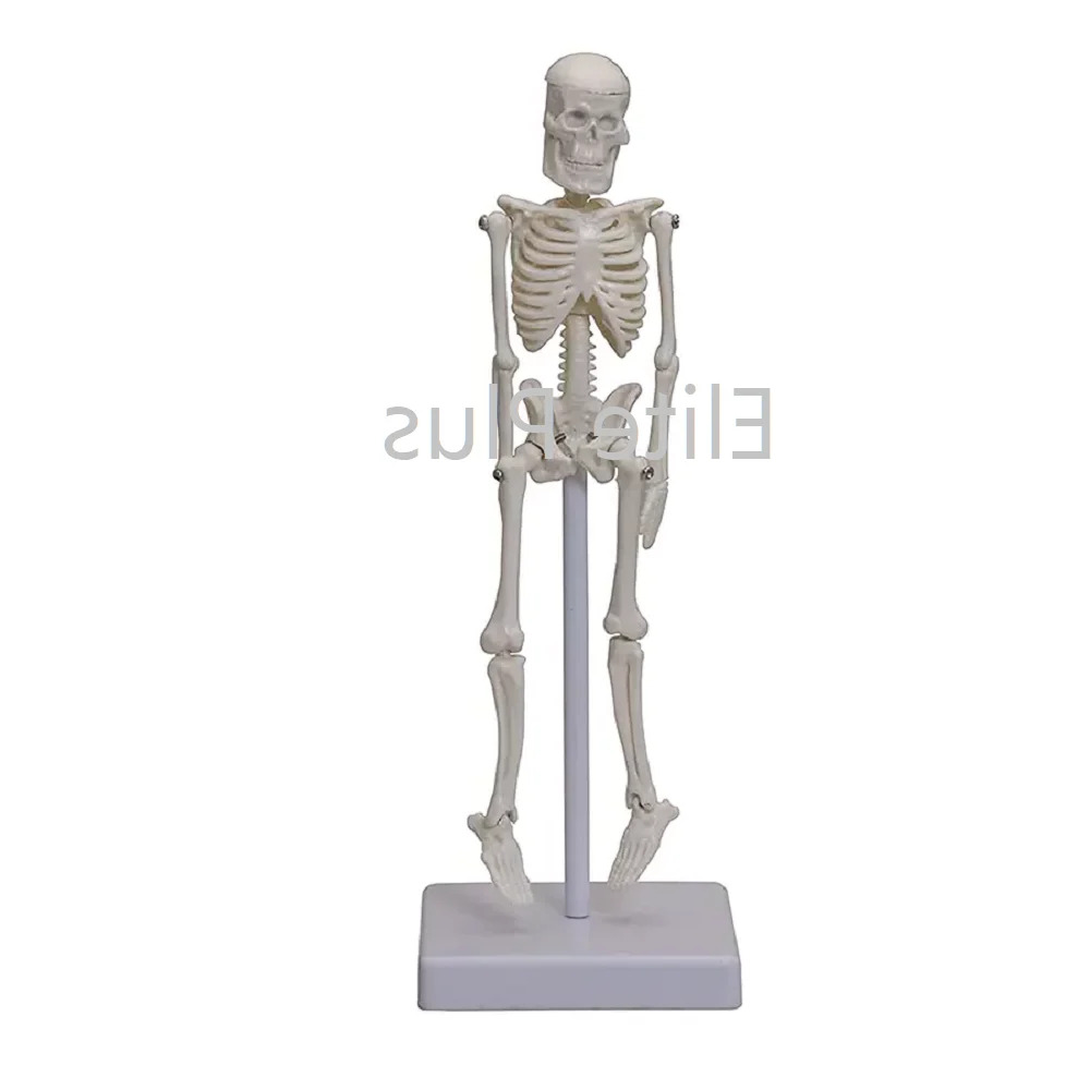 Mini Skeleton - Pvc Material, 46 Cm Size, Ivory Color | Detachable Joints, Durable Parts For Nursing And Medical Education