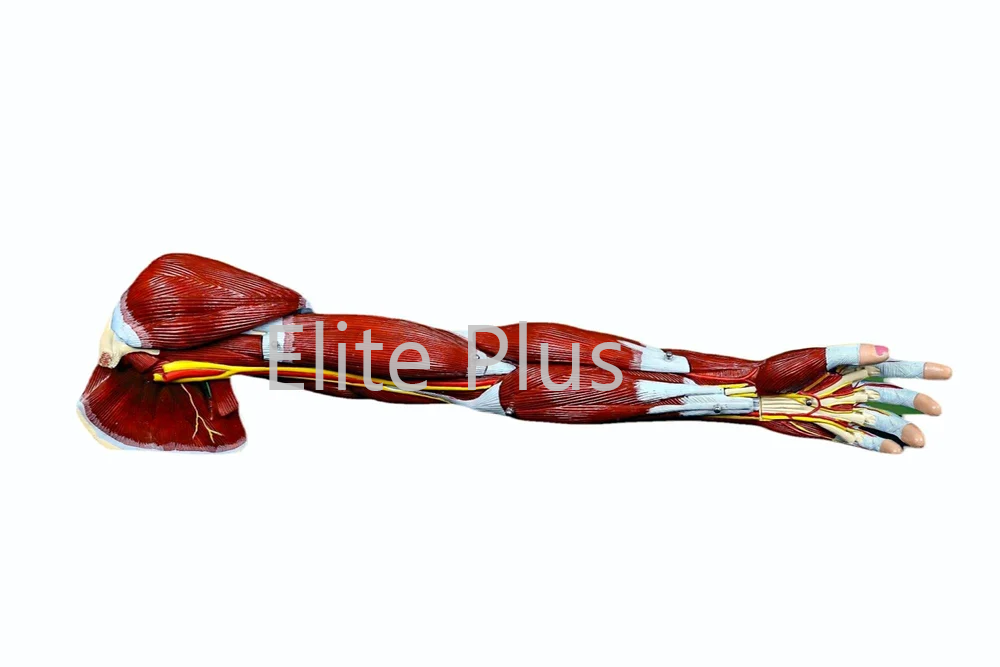 Muscle Model - Pvc, 87 Anatomical Positions, Multicolor | Detailed Visualization Of Blood Vessels And Nerves In Right Arm