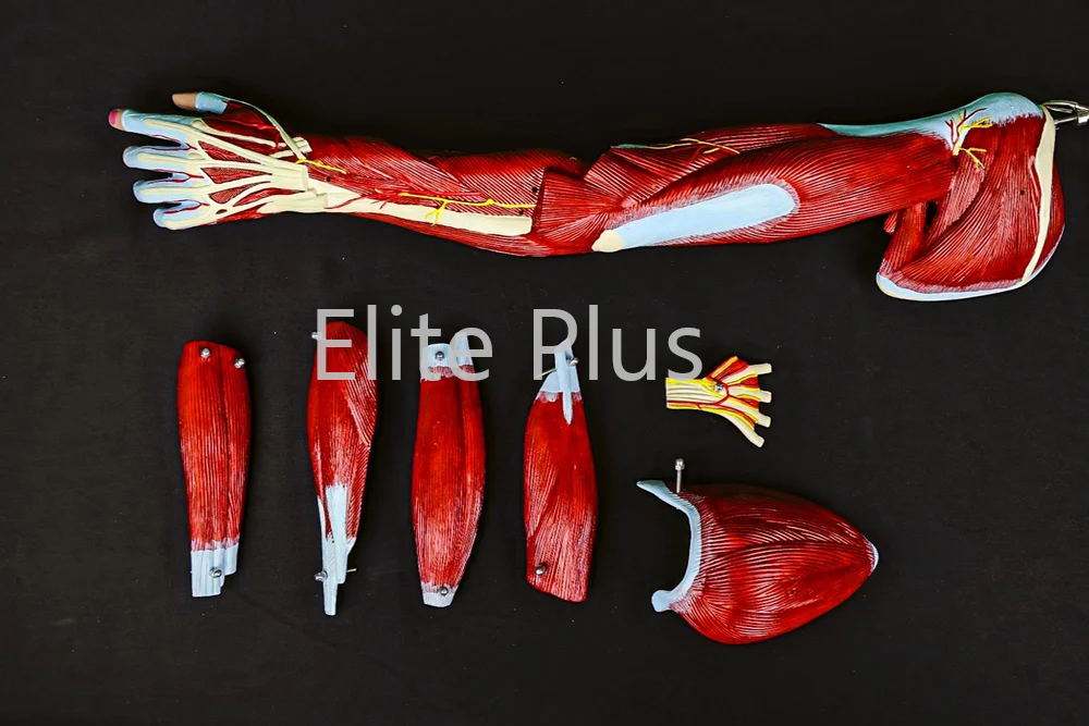 Muscle Model - Pvc, 87 Anatomical Positions, Multicolor | Detailed Visualization Of Blood Vessels And Nerves In Right Arm
