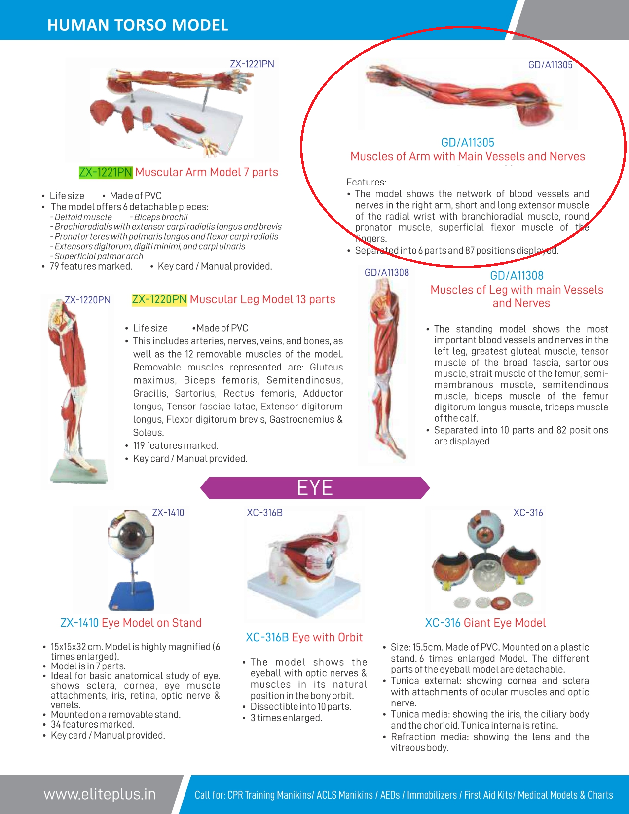 Muscle Model - Pvc, 87 Anatomical Positions, Multicolor | Detailed Visualization Of Blood Vessels And Nerves In Right Arm