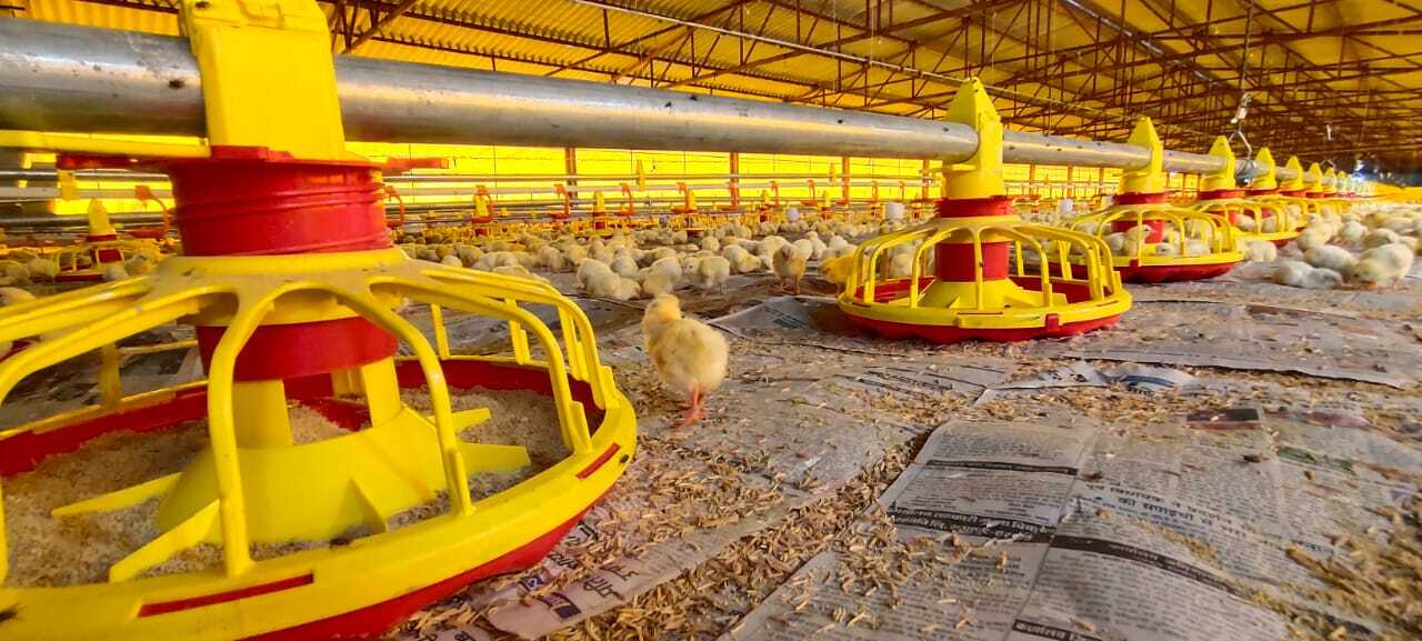 Pan Feeding System - Durable All-weather Design | Automatic Feeding Mechanism For Broiler Birds