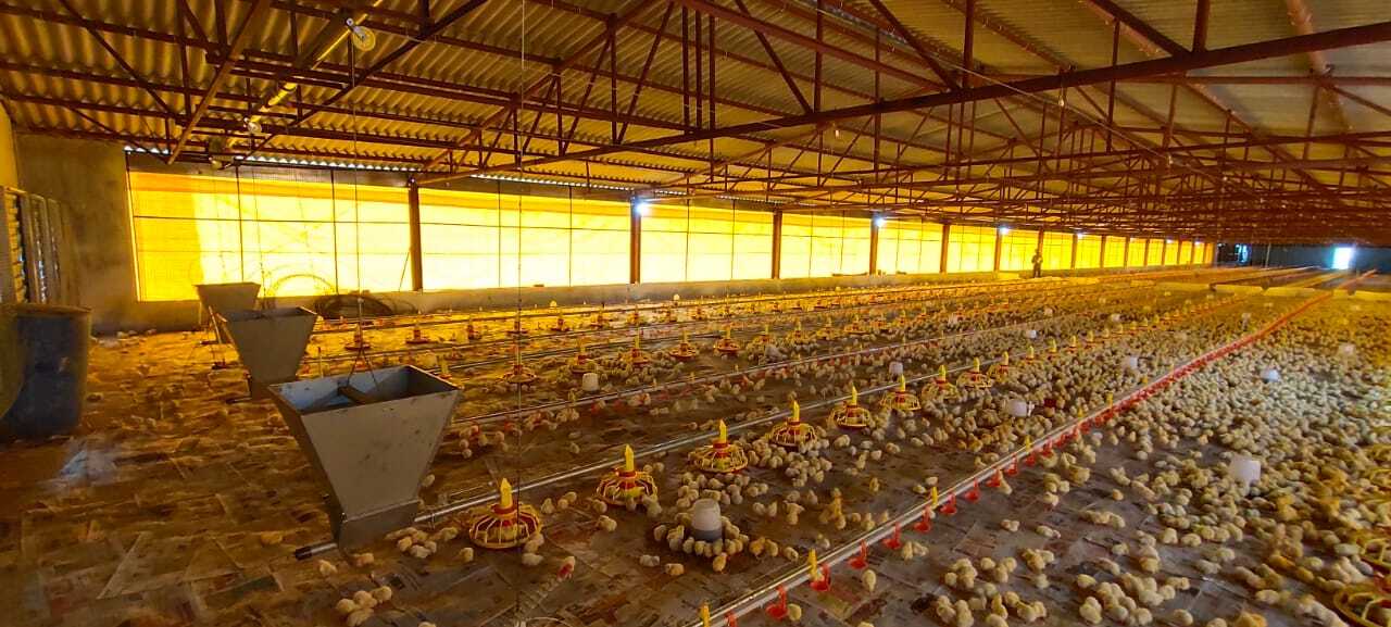 Pan Feeding System - Durable All-weather Design | Automatic Feeding Mechanism For Broiler Birds