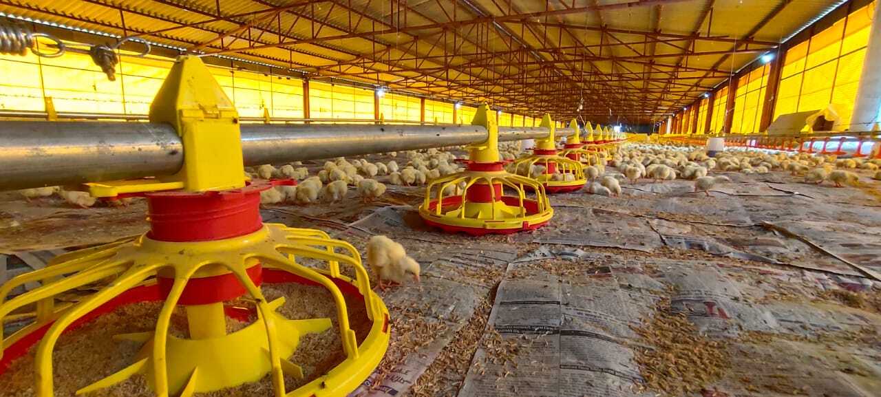 Pan Feeding System - Durable All-weather Design | Automatic Feeding Mechanism For Broiler Birds