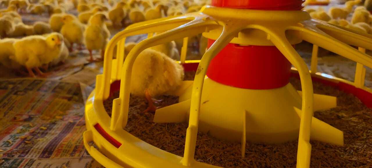 Pan Feeding System - Durable All-weather Design | Automatic Feeding Mechanism For Broiler Birds