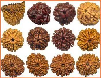 रुद्राक्ष