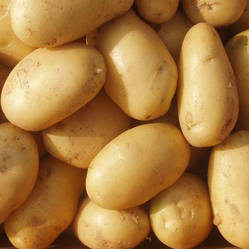 Lady Rosetta Potatoes - Raw, Seasoned, Natural Shape | Shelf Life of 2 Months, Ideal for Culinary Applications