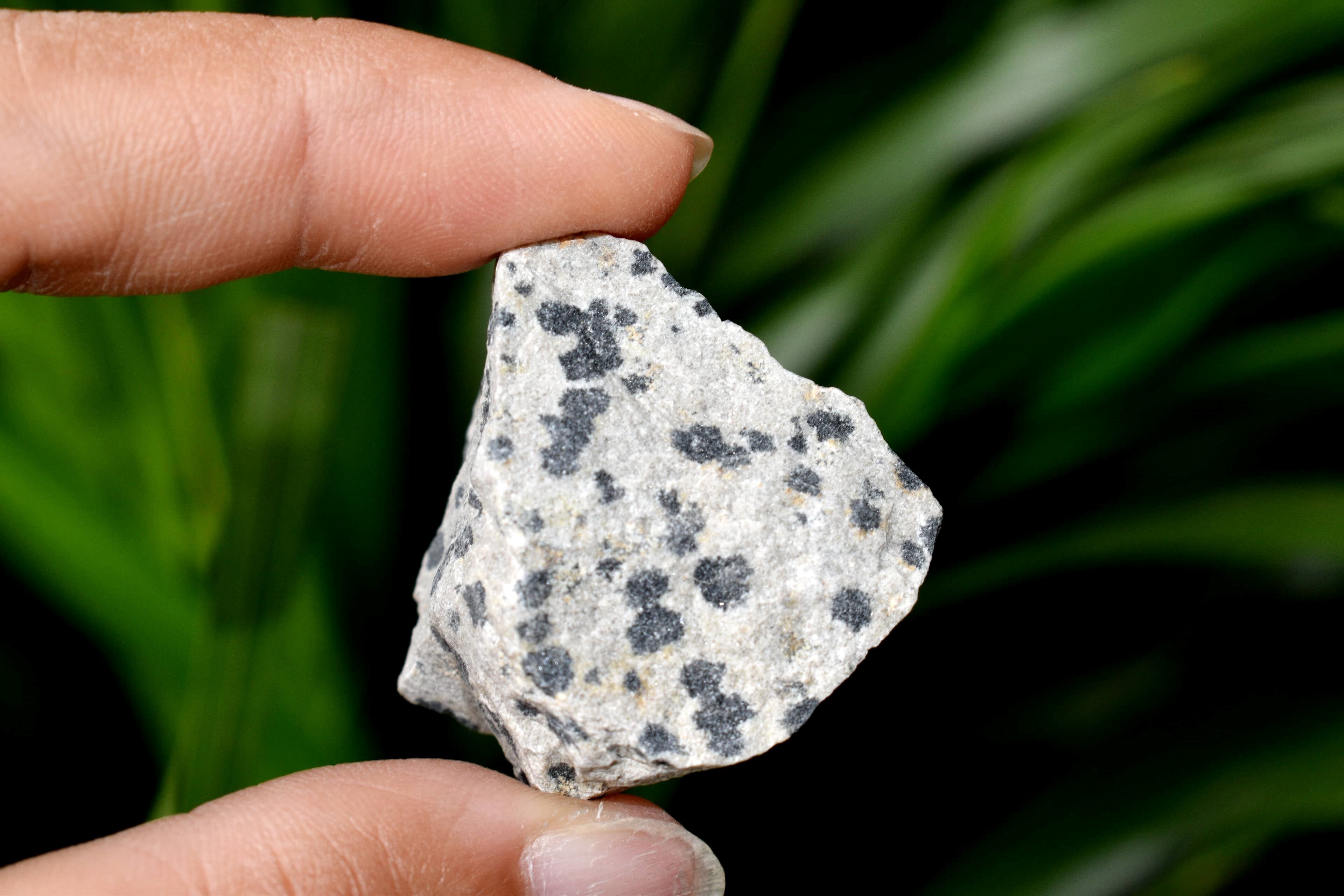 Dalmatian Jasper Rough Stone Crystal Raw Stone Rough Rock - Grade: Aaa