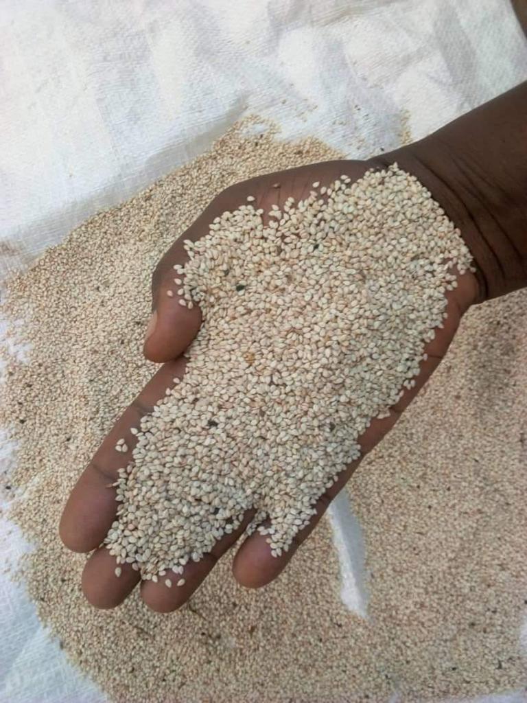 Dry Sesame Seeds New Crop Year