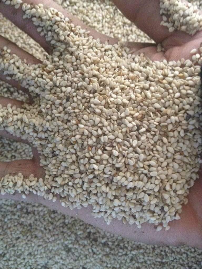 Dry Sesame Seeds New Crop Year