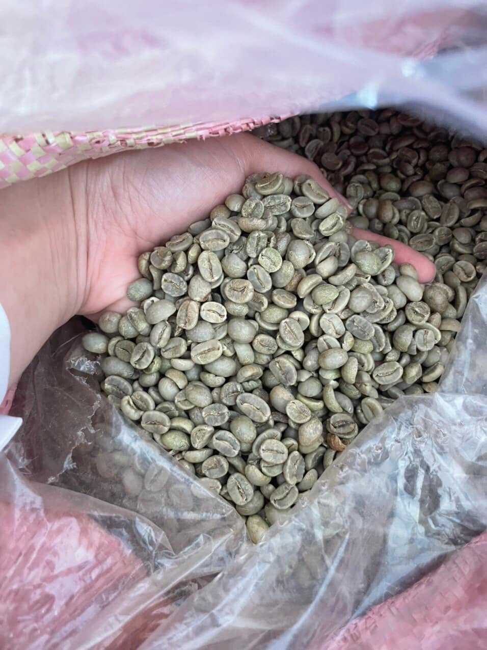 Green Coffee Beans/arabica Coffee Beans