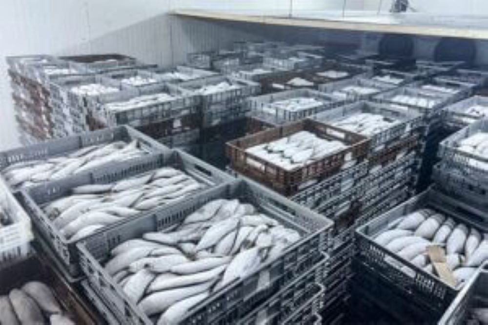 Fish Cold Room