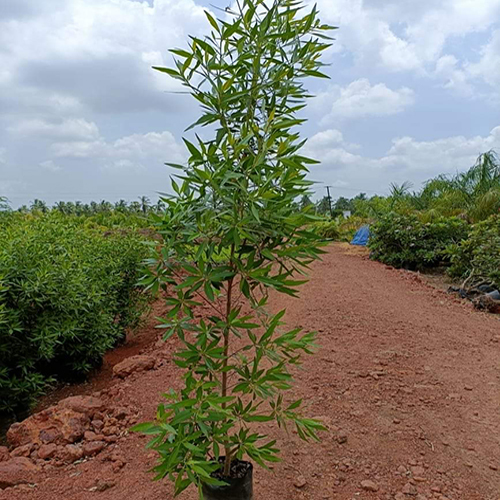 प्राकृतिक कोनोकार्पस पौधा