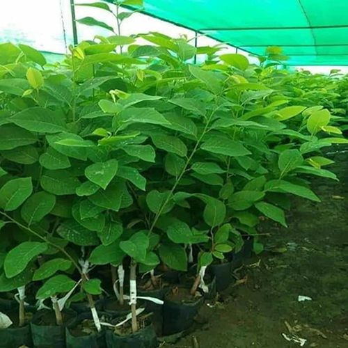 गोल्डन क्रस्टेड एप्पल प्लांट