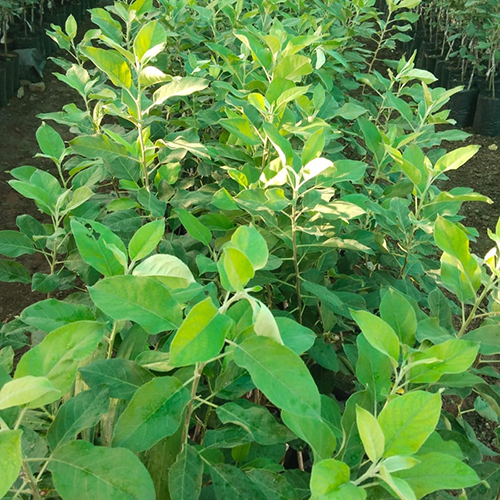Hrmn एप्पल प्लांट