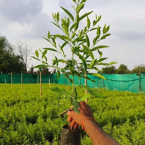 सफेद चंदन का पौधा