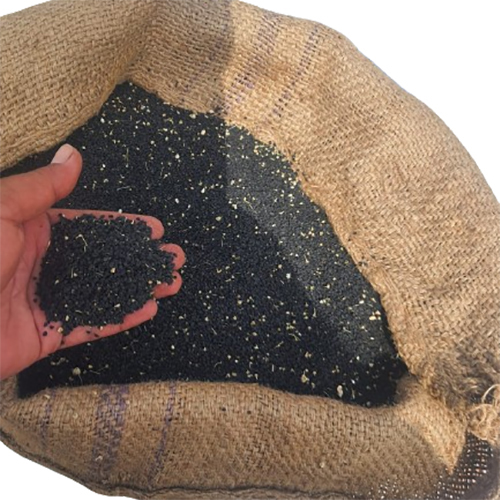 Natural Onion Seed - Cultivation Type: Common