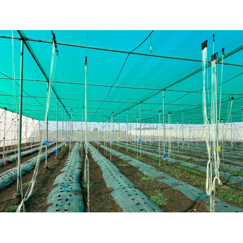 हरी छायादार पॉलीहाउस