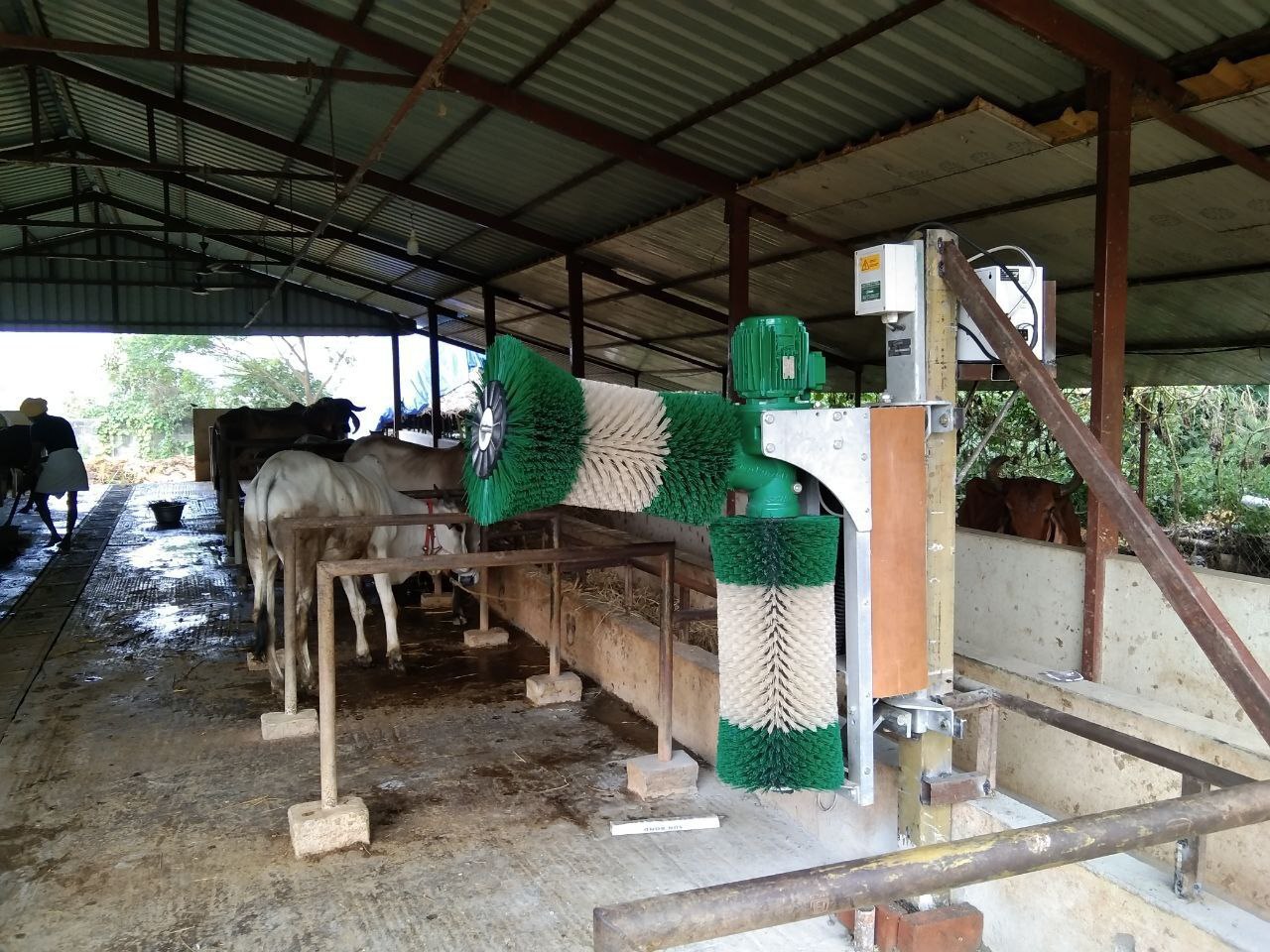 Cow Brush