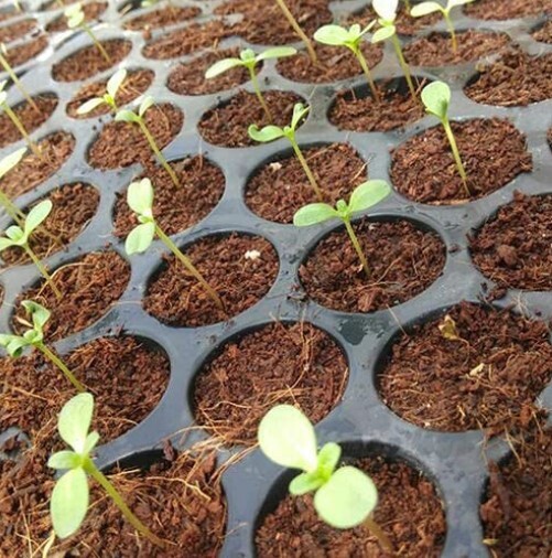 Seedling Nursery Tray With 104 Cells - Durable Reusable Plastic, Ideal For Indoor/outdoor Germination With Drain Holes For Proper Drainage