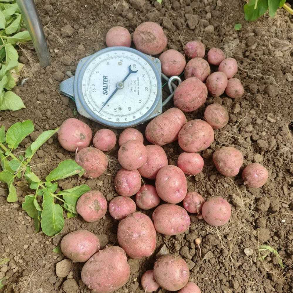 Lady Rosetta Red Potato