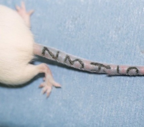 Tattoo System for Rats and Mice