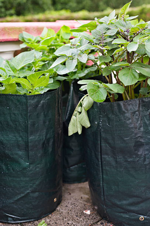Recyclable Grow Bag - Color: As Per Requirement