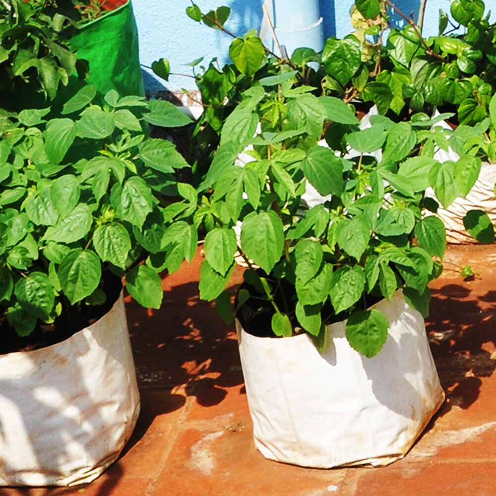Vegetable Grow Bag - Color: As Per Requirement