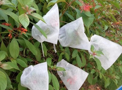 Non Woven Cover For Fruit - Color: As Per Customer Requirement