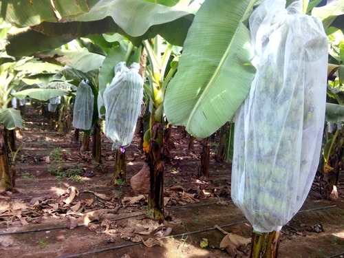 Non Woven Cover For Fruit - Color: As Per Customer Requirement