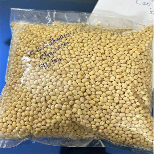 Urud Dall - Whole Cultivation Type Common, High Purity with Natural Shape and Nil Moisture Content